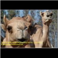 29287 02 0082 koenigliche Kamelfarm, Bahrain, Emirate 2017.jpg